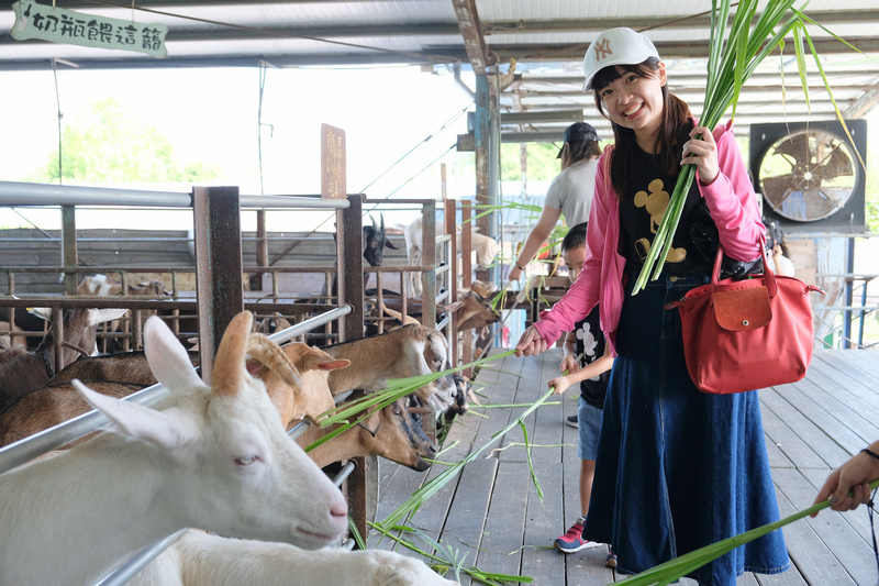 【宜蘭】宜農牧場：門票漲到150元！餵小動物、擠羊奶，親子一