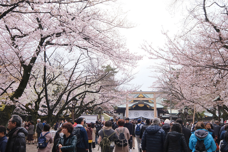 【東京】靖國神社：櫻花標準木在此！賞櫻花況指南樹，參拜爭議之