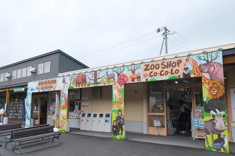 【北海道】旭山動物園：超夯企鵝散步＆北極熊游泳必看，含門票交