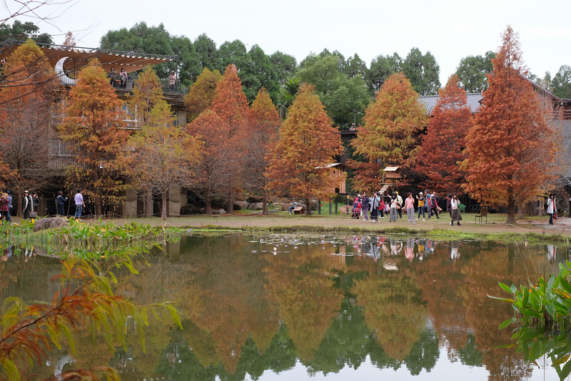 【苗栗南庄】雲水度假森林園區 (雲水溫泉度假村)：落羽松＆露