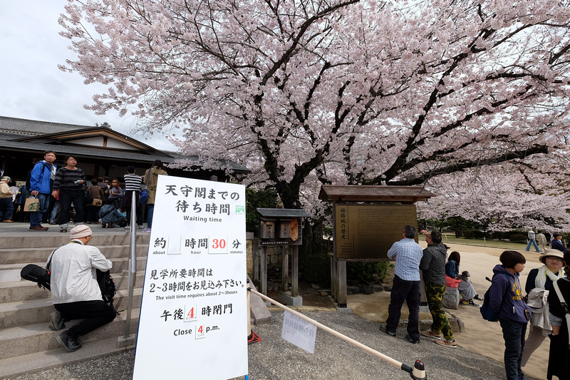 【姬路城攻略2024】日本第一名城！櫻花一日遊、天守閣重點＆