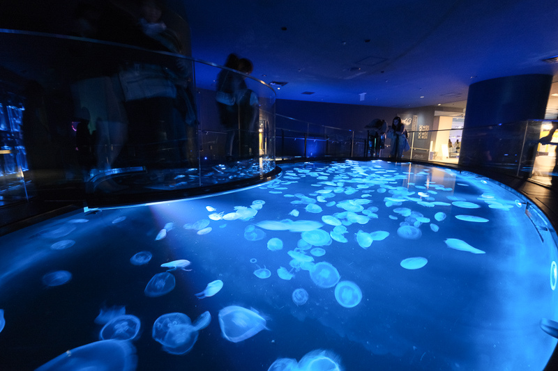 【東京】墨田水族館：晴空塔內超萌企鵝水母！門票優惠＆必看重點