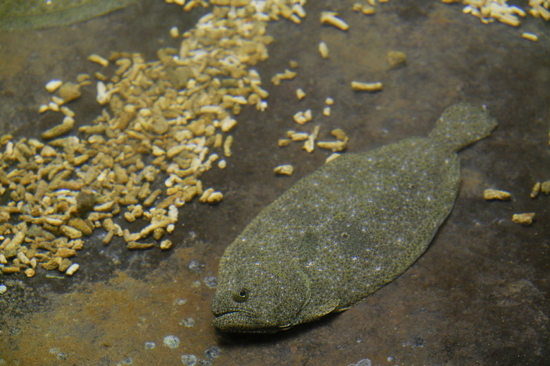 【澎湖】澎湖水族館：餵食秀超精彩！門票優惠＆海星觸摸池親子必