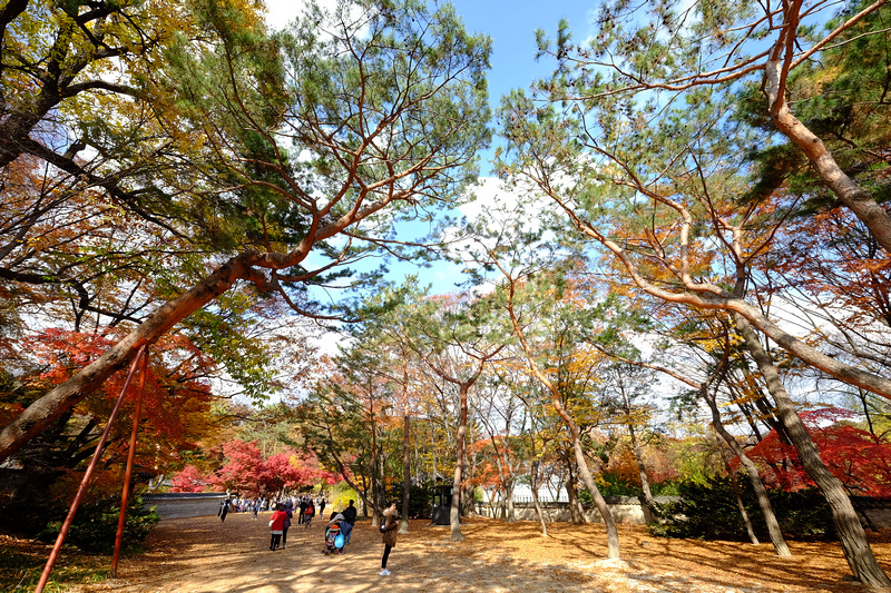 【韓國首爾】昌德宮秘苑預約＆門票韓服，紅葉漫天皇族後花園爆炸