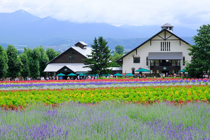 【北海道】富田農場：薰衣草花季美到爆炸！富良野花田最強景點狂