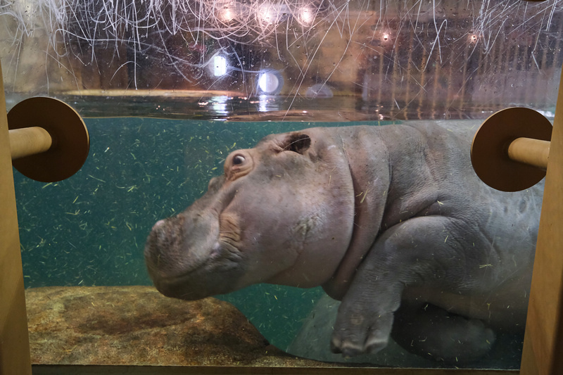 【北海道】旭山動物園：超夯企鵝散步＆北極熊游泳必看，含門票交