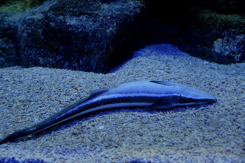 【澎湖】澎湖水族館：餵食秀超精彩！門票優惠＆海星觸摸池親子必