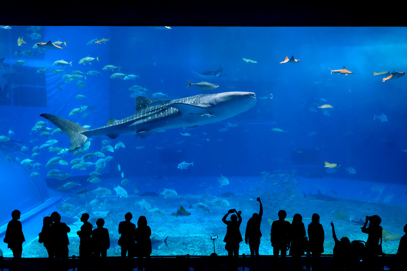 【沖繩】美麗海水族館最強攻略：必看表演、美食必買、門票交通大