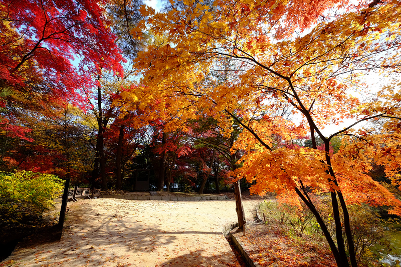 【韓國首爾】昌德宮秘苑預約＆門票韓服，紅葉漫天皇族後花園爆炸