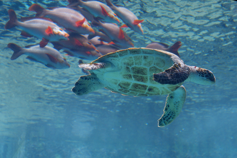 【沖繩】美麗海水族館最強攻略：必看表演、美食必買、門票交通大