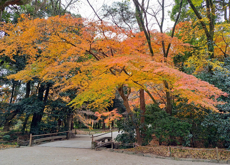 【京都】下鴨神社：最古老神社之一！蕾絲御守超酷，求姻緣變美必