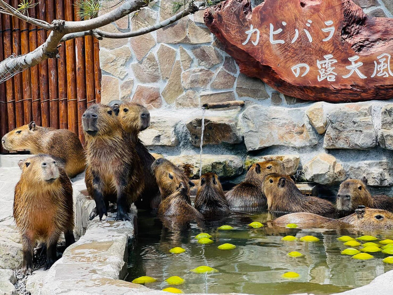 【宜蘭】張美阿嬤農場：餵水豚君、梅花鹿，還能穿和服！預約門票