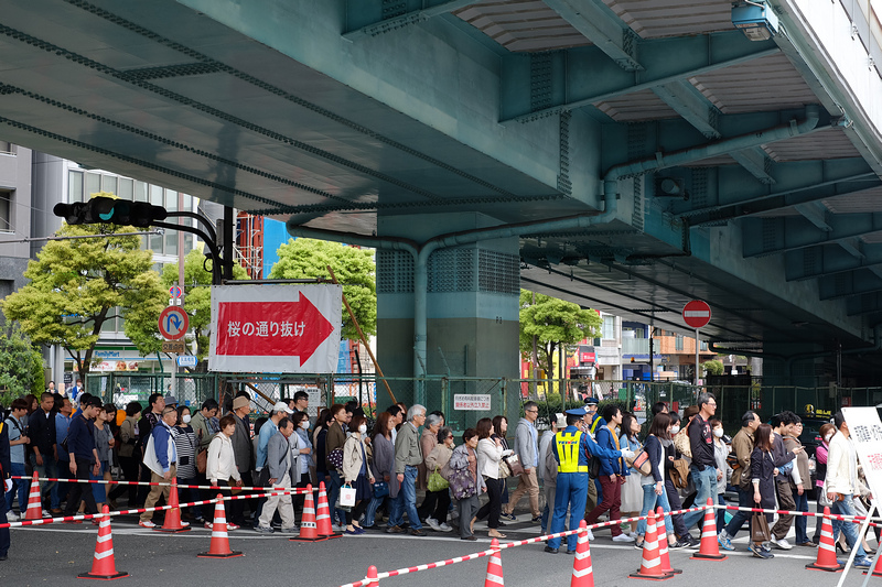 【大阪櫻花】大阪造幣局博物館：1年限定7天，百種粉嫩櫻花大怒