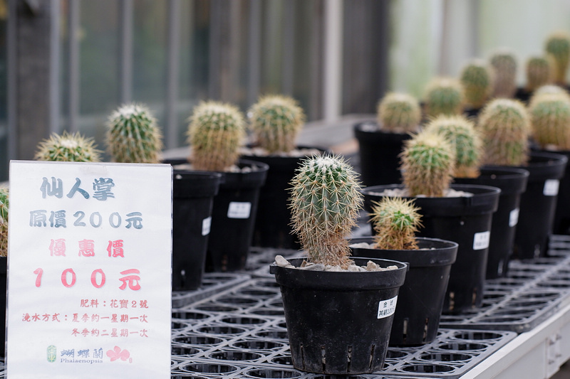 【宜蘭】金車礁溪蘭花園：不只能賞花！和水豚、狐獴、貓咪親密接