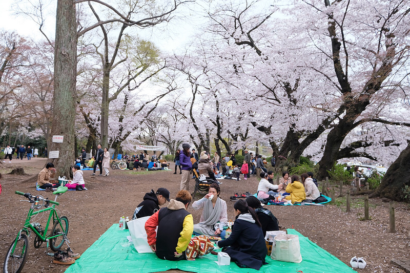 【東京吉祥寺】井之頭恩賜公園：看櫻花、野餐踩天鵝船，楓葉也很