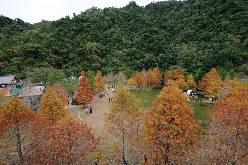 【苗栗南庄】雲水度假森林園區 (雲水溫泉度假村)：落羽松＆露