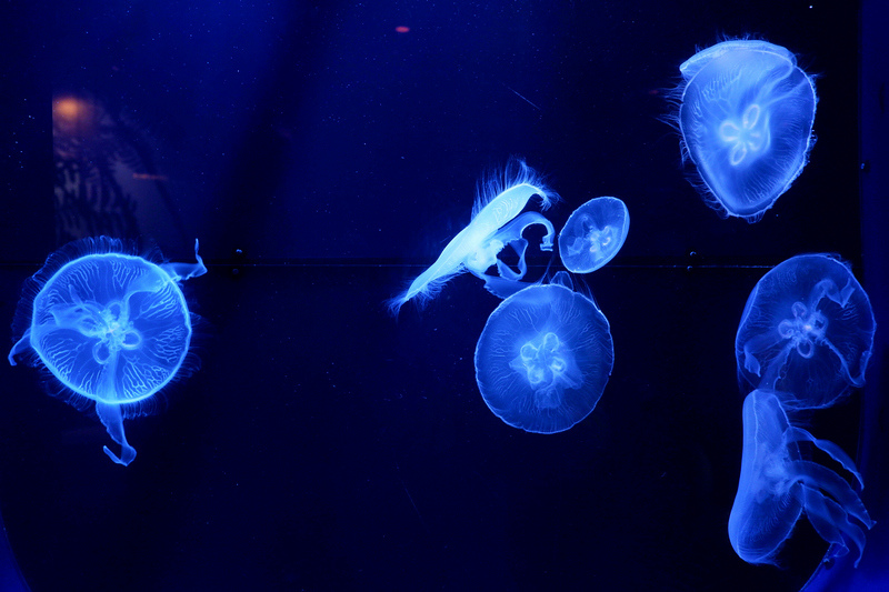 【沖繩】美麗海水族館最強攻略：必看表演、美食必買、門票交通大