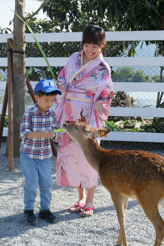 【宜蘭】張美阿嬤農場：餵水豚君、梅花鹿，還能穿和服！預約門票