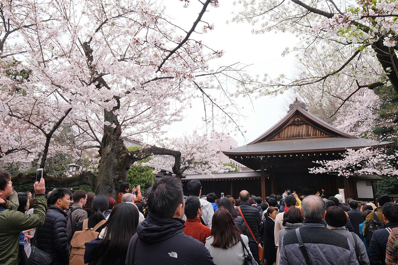 【東京】靖國神社：櫻花標準木在此！賞櫻花況指南樹，參拜爭議之