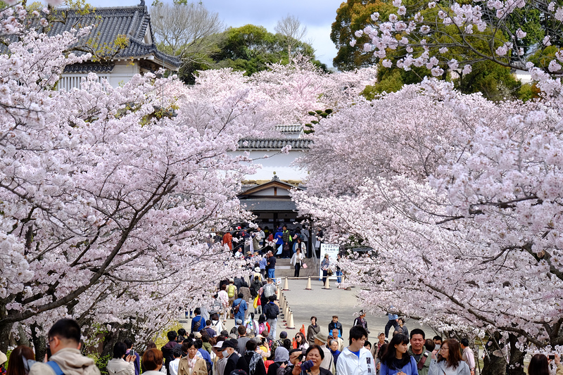 【姬路城攻略2024】日本第一名城！櫻花一日遊、天守閣重點＆