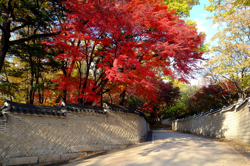 【韓國首爾】昌德宮秘苑預約＆門票韓服，紅葉漫天皇族後花園爆炸