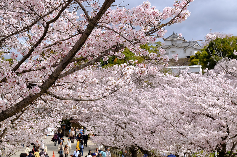 【姬路城攻略2024】日本第一名城！櫻花一日遊、天守閣重點＆