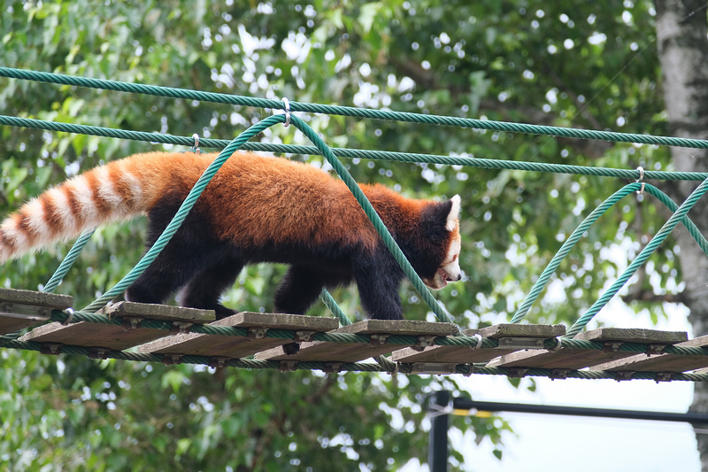 【北海道】旭山動物園：超夯企鵝散步＆北極熊游泳必看，含門票交