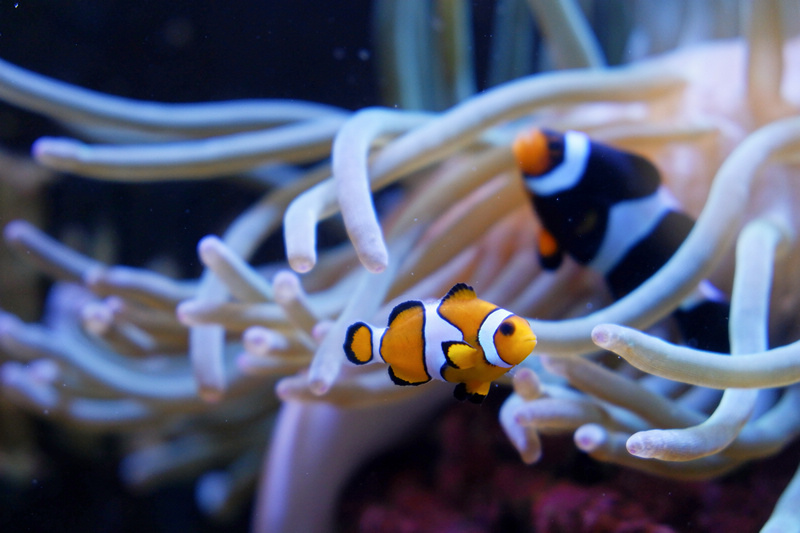 【澎湖】澎湖水族館：餵食秀超精彩！門票優惠＆海星觸摸池親子必