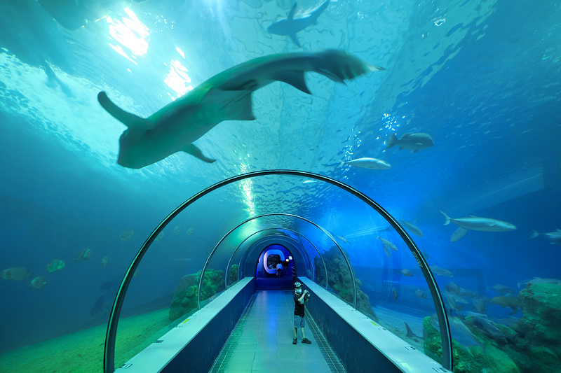 【澎湖】澎湖水族館：餵食秀超精彩！門票優惠＆海星觸摸池親子必