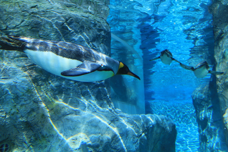 【北海道】旭山動物園：超夯企鵝散步＆北極熊游泳必看，含門票交