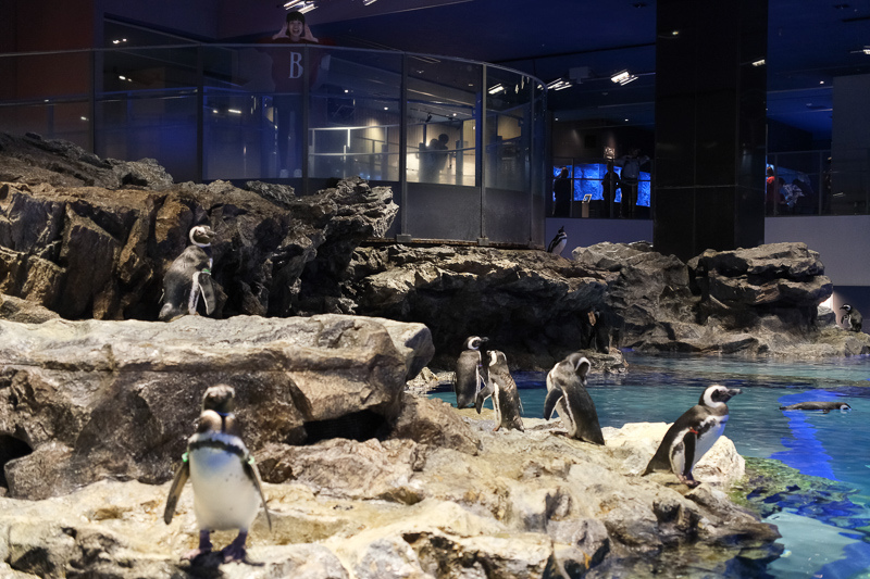 【東京】墨田水族館：晴空塔內超萌企鵝水母！門票優惠＆必看重點