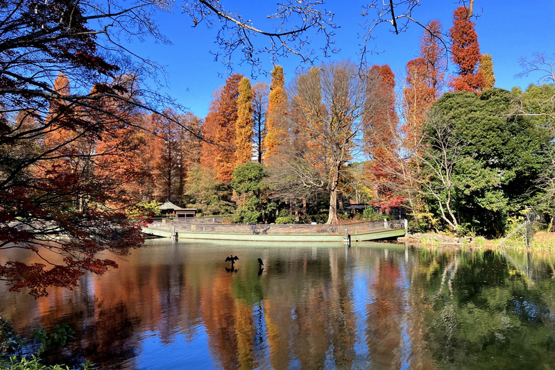 【東京吉祥寺】井之頭恩賜公園：看櫻花、野餐踩天鵝船，楓葉也很