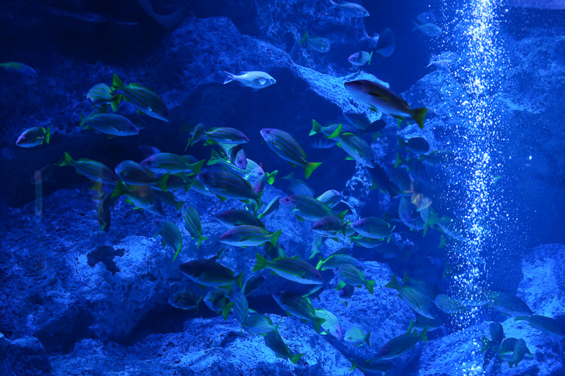 【東京】墨田水族館：晴空塔內超萌企鵝水母！門票優惠＆必看重點