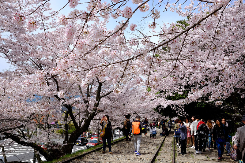 【京都】蹴上傾斜鐵道櫻花：廢棄鐵道搭盛開櫻花，人潮洶湧賞櫻景