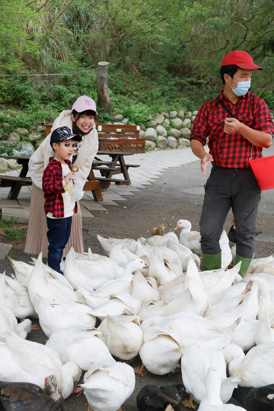 【苗栗通霄】飛牛牧場：擠奶餵羊趣！門票優惠、住宿餐廳親子一日