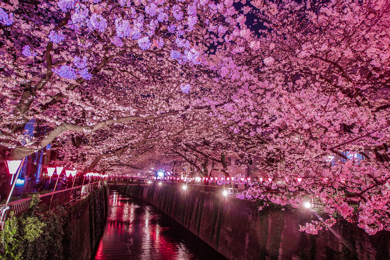 【東京】目黑川櫻花：中目黑櫻花祭800棵齊放！夜櫻點燈時間絕