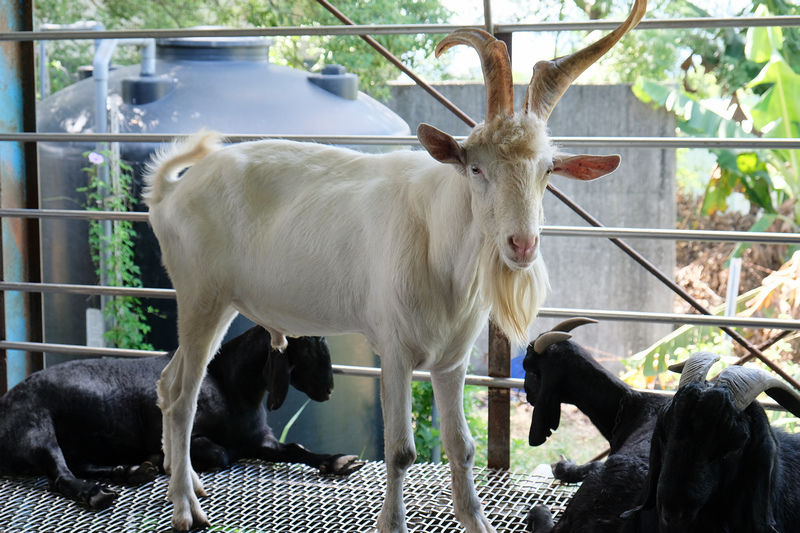 【宜蘭】宜農牧場：門票漲到150元！餵小動物、擠羊奶，親子一