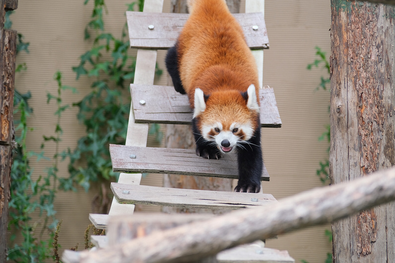 【北海道】旭山動物園：超夯企鵝散步＆北極熊游泳必看，含門票交