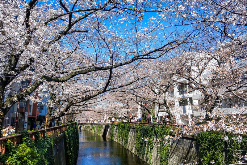 【東京】目黑川櫻花：中目黑櫻花祭800棵齊放！夜櫻點燈時間絕