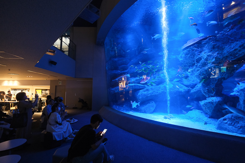 【東京】墨田水族館：晴空塔內超萌企鵝水母！門票優惠＆必看重點