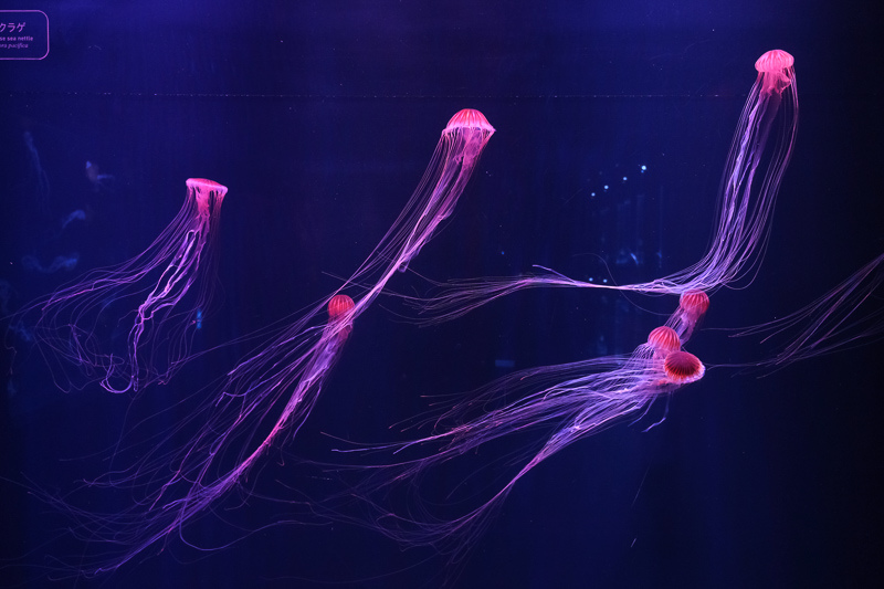 【東京】墨田水族館：晴空塔內超萌企鵝水母！門票優惠＆必看重點