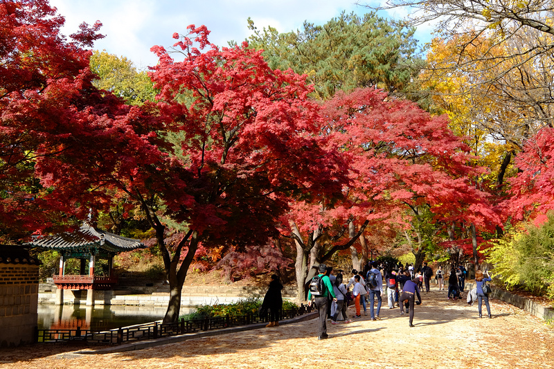 【韓國首爾】昌德宮秘苑預約＆門票韓服，紅葉漫天皇族後花園爆炸