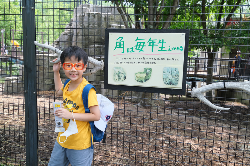 【北海道】旭山動物園：超夯企鵝散步＆北極熊游泳必看，含門票交