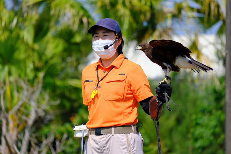 【沖繩】名護自然動植物公園：零距離接觸動物！鐵道火車和飛禽表