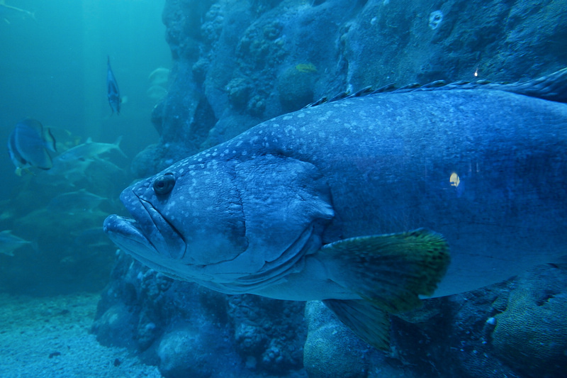 【澎湖】澎湖水族館：餵食秀超精彩！門票優惠＆海星觸摸池親子必