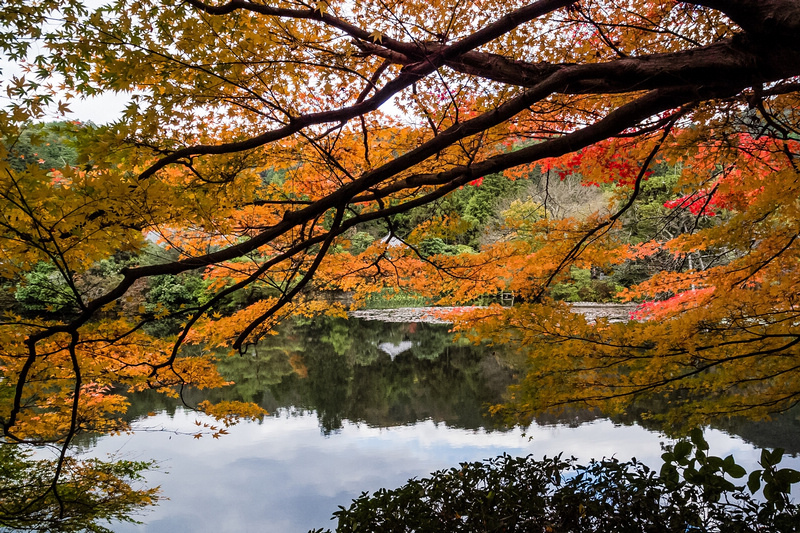 【京都楓葉景點】2024必去京都賞楓景點、紅葉時間情報＆行程