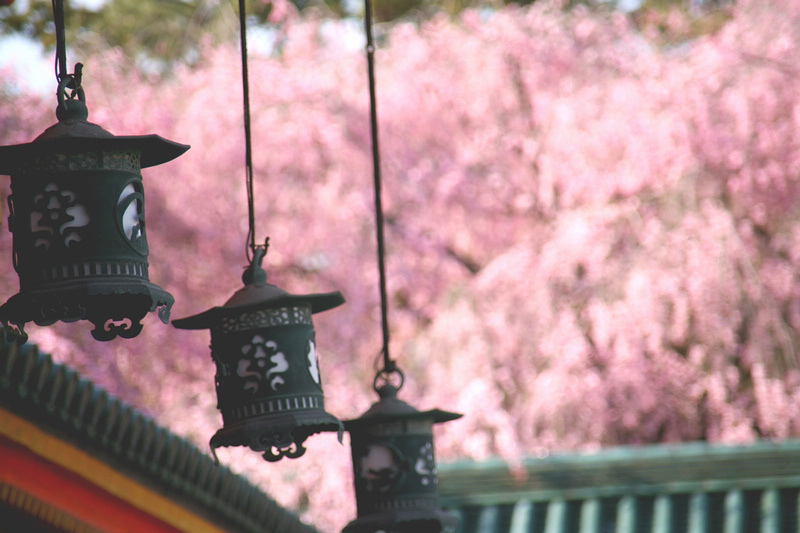 【京都】平安神宮：紀念建都千年而建！神苑櫻花夜櫻點燈＆楓葉必