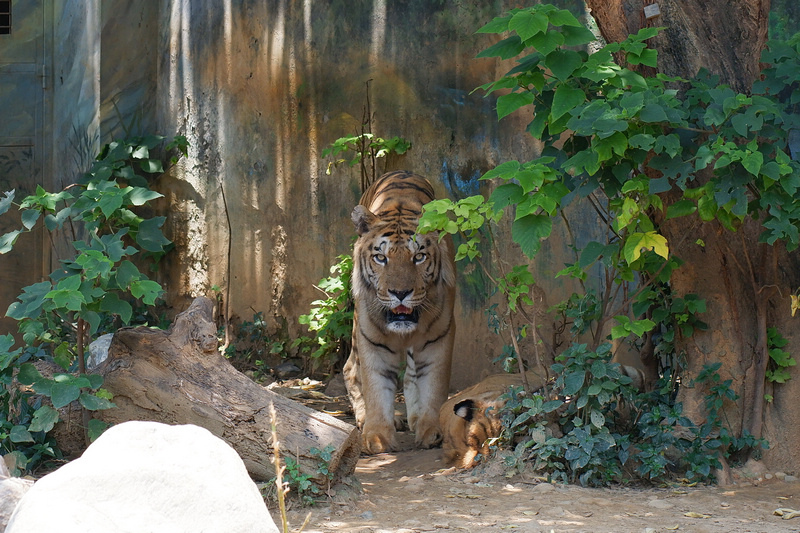 【新竹市立動物園】超美文青風動物園！門票交通美食＆附近景點一