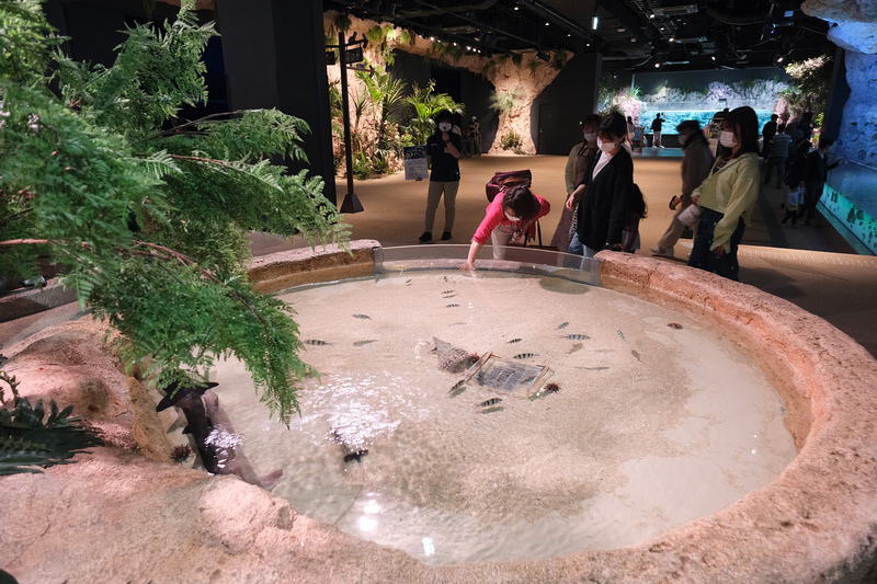 【沖繩】DMM Kariyushi水族館：餵食必看重點＆門票