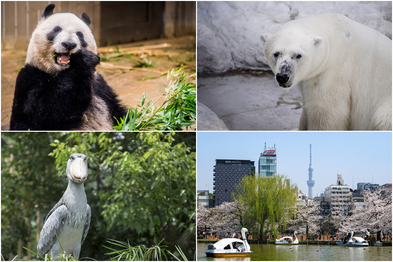 上野動物園.jpg